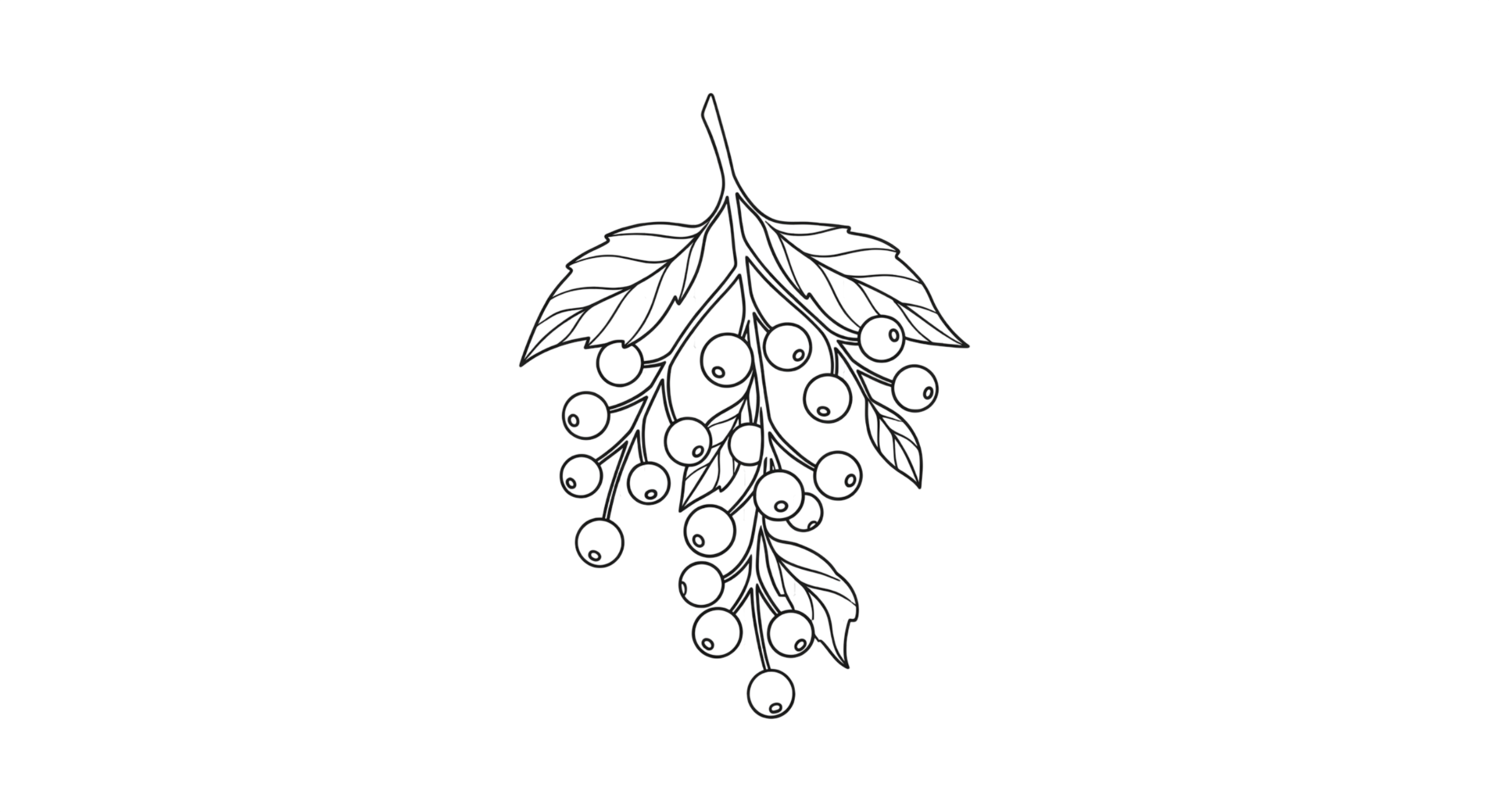 Christmas Berry