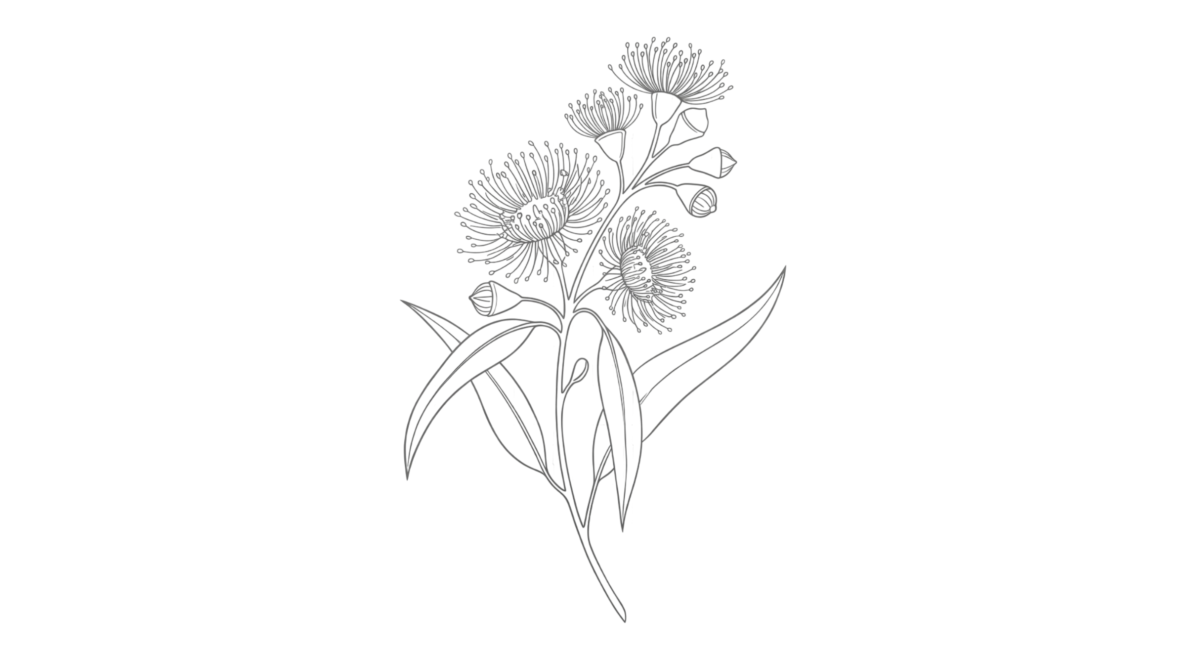 Eucalyptus blossom